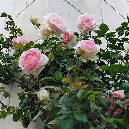 Bed & Breakfast D'hotes Le Clos Bleu